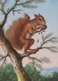 A squirrel eating a pine cone Bodycolour and gum arabic 29 x 21.5cm by Johann Christoph Dietzsch, watercolor, offered Dec 2015