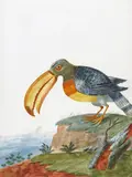 An exotic bird of the Aracari family Watercolour 36.5 x 26.75cm by Giuseppe Florenzo Vanni, Watercolour, offered Dec 2015