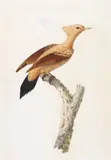 An exotic bird on a branch Watercolour with bodycolour 43.75 x 30.5cm by Pauline Rifer de Courcelles, Watercolour with bodycolour, offered Dec 2015