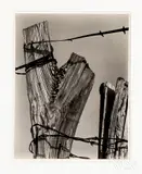 of Fence Post with Barbed Wire by Ralph Steiner, photograph, sold Jun 2019