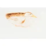 Untitled by Beth Van Hoesen, etching, sold Mar 2024