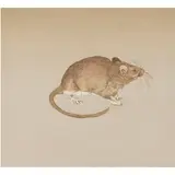 Olivia Brown Rat by Beth Van Hoesen, 1981, etching with aquatint, sold Mar 2024