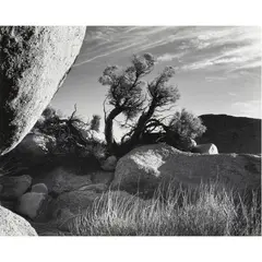 Yucca Valley by Brett Weston, 1950, gelatin silver print, sold Mar 2024