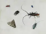 Insektenbild mit Fünf Käfern und Einem Nachtfalter by Pieter Holsteyn I, um 1580 - 1662, mixed media, sold Apr 2018