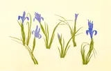 Untitled by Henry Evans, Woodcut 12.5"x20" Sheet. Loose, sold Sep 2025