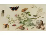 Blütenzweig mit Insekten und Meeresschnecken by Jan van Kessel, tempera, sold Jun 2019