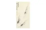 Shrimps by Qi Liangmo, ink on paper, offered May 2022