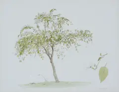 Tree studies by Graham Rust, Pencil and watercolour, a pair Both signed lower right Each, sold May 2019