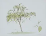 Tree studies by Graham Rust, Pencil and watercolour, a pair Both signed lower right Each, sold May 2019