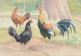 Spanish Game cock with Black and Brown hens Watercolour and by James Sinnott, 1996, Watercolour and pencil, offered Apr 2019