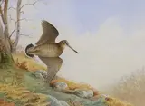 Moorland landscape with snipe in flight by Ben Hoskyns, watercolour, sold Jun 2021