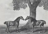 Belonging to Henry U by George Stubbs, engraving, sold Dec 2015