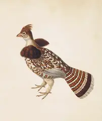 An exotic brown bird Signed with initials 50.5 x 37.75cm by Sydenham Teast Edwards, sculpture, sold Dec 2015