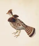An exotic brown bird Signed with initials 50.5 x 37.75cm by Sydenham Teast Edwards, sculpture, sold Dec 2015