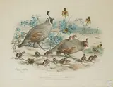 Sans titre by Édouard Traviès, Lithographie "Colins de californie" Dim, sold Oct 2016