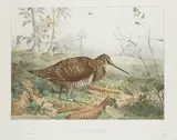 Sans titre by Édouard Traviès, Lithographie “Bécasse” Dim, sold Oct 2016