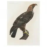 Aigle de Thèbes (Theban Eagle) by Louis Bouquet, Hand-colored engraving, sold Oct 2023