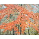 Untitled by Christopher Burkett, Pastel Orange Maple, sold Jun 2024