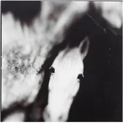 Untitled by Keith Carter, gelatin silver print, sold Aug 2024
