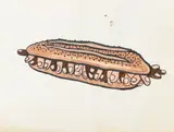 Finger Sub by Domenick Capobianco, Watercolor on Paper, sold Nov 2025