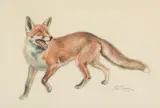 Fox Charcoal and watercolour Signed and dated 69 lower right 47 x 69cm (18½ x 27 in.) λ Indicates that this lot may be subject to Droit de Suite royalty charges by John T. Kenney, Charcoal and watercolour, offered Apr 2019