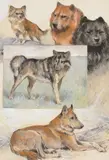 A group of dog studies to include a black red chow chow by Arthur Wardle, Watercolour and pastel, heightened with white on card, offered Apr 2019
