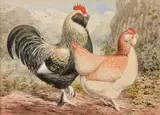 Six chicken studies by J. W. Ludlow, 1899, Watercolour Each signed, five dated, sold Jul 2018