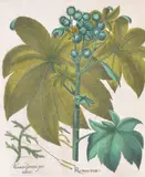 Botanical studies (from Hortus Eystettensis) Two engravings with hand-colouring, published Nuremberg 1613 Each 54 x 43cm (21¼ x 16¾ in.) (2) by Basilius Besler, print (other), offered Jul 2018
