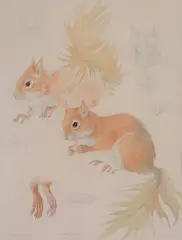 Squirrels Pencil and by Mildred E. Eldridge, Pencil and watercolour, sold Apr 2018