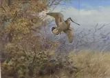 Snipe in flight by Richard Robjent, watercolour and gouache on paper, offered Jun 2021