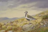 Moorland landscape with Golden Plover by Richard Robjent, watercolour and gouache on paper, sold Jun 2021