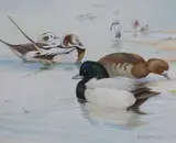 Long Tailed and Scaup ducks by the shore by Shirley Anne Webb, watercolour and gouache on paper, offered Jun 2021