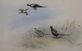 Mongolian Pheasants'' signed 24 x 35.5cm CONDITION: Good condition by George Edward Lodge, watercolour and bodycolour, sold May 2021