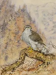 Goshawk on a branch by Ian Bowles, watercolor, sold Oct 2026