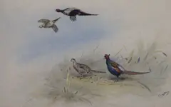 Mongolian Pheasants'' signed 24 x 35.5cm by George Edward Lodge, watercolour and bodycolour, sold Apr 2021