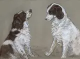 Studies of a Springer spaniel by Peter Biegel, pastel, sold Mar 2021