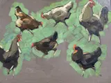 Study of chickens, label verso, 19 x 25cm by Helen Bryne Bryce, oil on canvas, sold Feb 2021