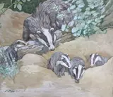 Badgers, painted for the book Animal Mothers and Babies by Kay Nixon, watercolour and gouache, sold Jan 2021