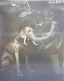 Elephant Dog by William Wegman, 1988, print (other), offered Nov 2020