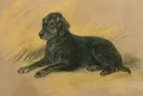 Roy by Lucy Dawson, 1955, pastel, offered May 2022