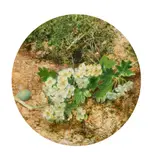 A still life with a stem of blossom, a birds egg and heather by William Hough, watercolour, sold May 2022