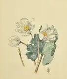 British, A botanical study of Snowdrops by Jenny Jowett, watercolour, sold Feb 2022