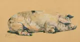 British, A sleeping pig, charcoal and watercolour/gouache by Malcolm Coward, charcoal and watercolour, sold Dec 2021