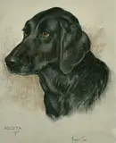 s head, pastel, signed and inscribed, by Marjorie Cox, pastel, sold Dec 2021