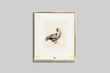 Free Range Cockerel by Gordon Miles limited edition, etching, sold Jul 2015