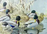 Coloured print - study of ducks on the by Charles Frederick Tunnicliffe limited edition, print, sold May 2015