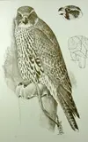 Untitled by Charles Frederick Tunnicliffe limited edition, lithograph, offered May 2015