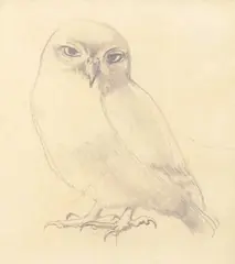 Owl by Winifred Knights, 1954, pencil on paper, sold Oct 2015