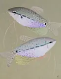 Poissons Guranis (E by Simon Bussy, Oil on canvas, sold Jun 2015