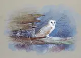 A barn owl, 1936 Signed Watercolour on buff paper 32 x 44cm Provenance: The Moorland Gallery, London, GB62 ++Some ripples to paper otherwise good condition by Gordon Beningfield, Watercolour on buff paper, sold Jun 2015